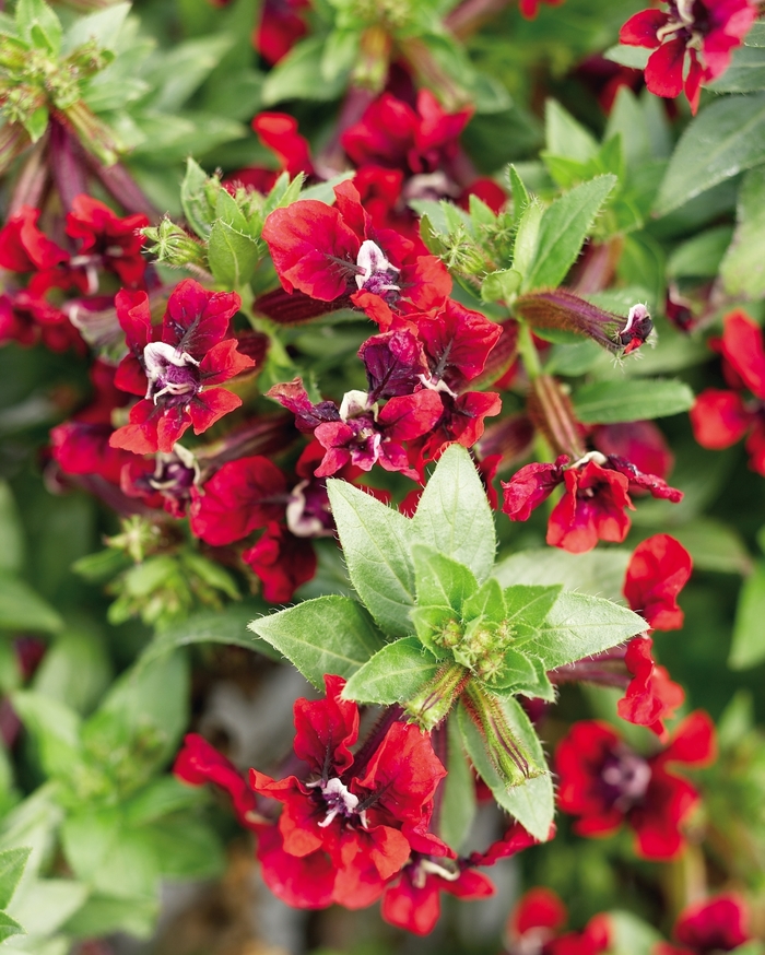 'Flamenco Samba' Bat-Faced Cuphea - Cuphea llavea from Miller Landscaping Supply
