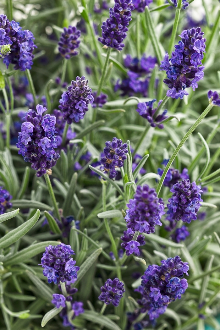 'Sweet Romance®' Lavender - Lavandula angustifolia from Miller Landscaping Supply