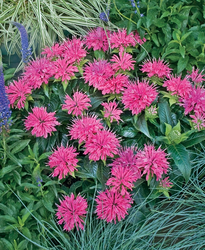 'Pardon My Pink' Bee Balm - Monarda didyma from Miller Landscaping Supply