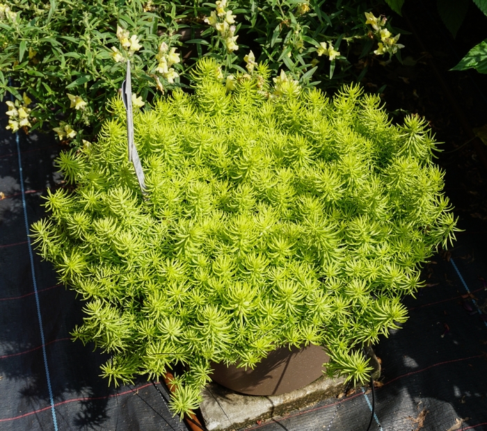 'Lemon Coral' - Sedum rupestre from Miller Landscaping Supply