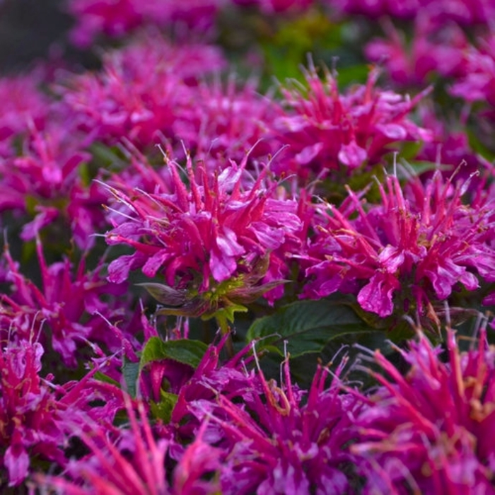 'Pardon My Purple' Bee Balm - Monarda didyma from Miller Landscaping Supply