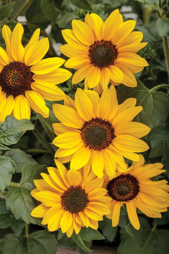 Suncredible® 'Yellow' - Helianthus (Sunflower) from Miller Landscaping Supply