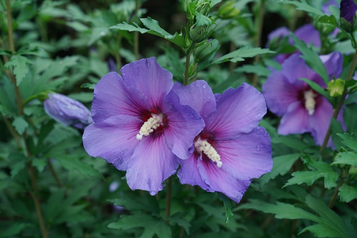 Rose of Sharon - Hibiscus syriacus from Miller Landscaping Supply