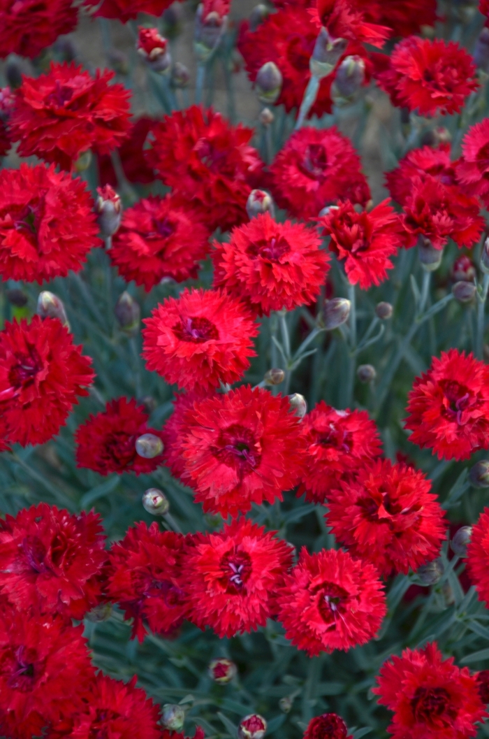 Fruit Punch® 'Maraschino' - Dianthus from Miller Landscaping Supply