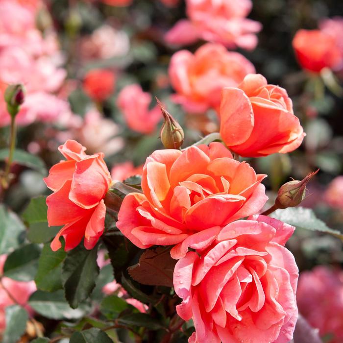Knock Out® Coral - Rosa (Rose) from Miller Landscaping Supply