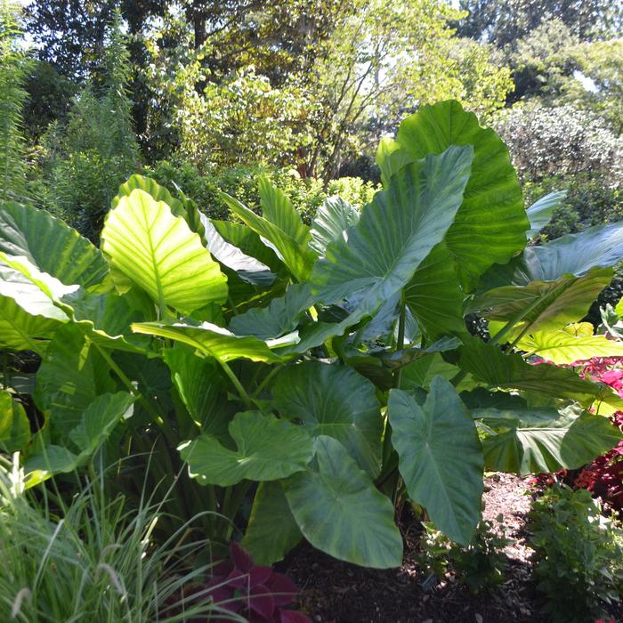 Elephant Ear - Alocasia x calidora from Miller Landscaping Supply