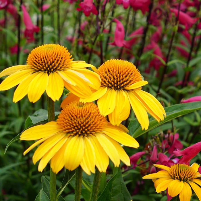 Sombrero® 'Lemon Yellow' - Echinacea (Coneflower) from Miller Landscaping Supply
