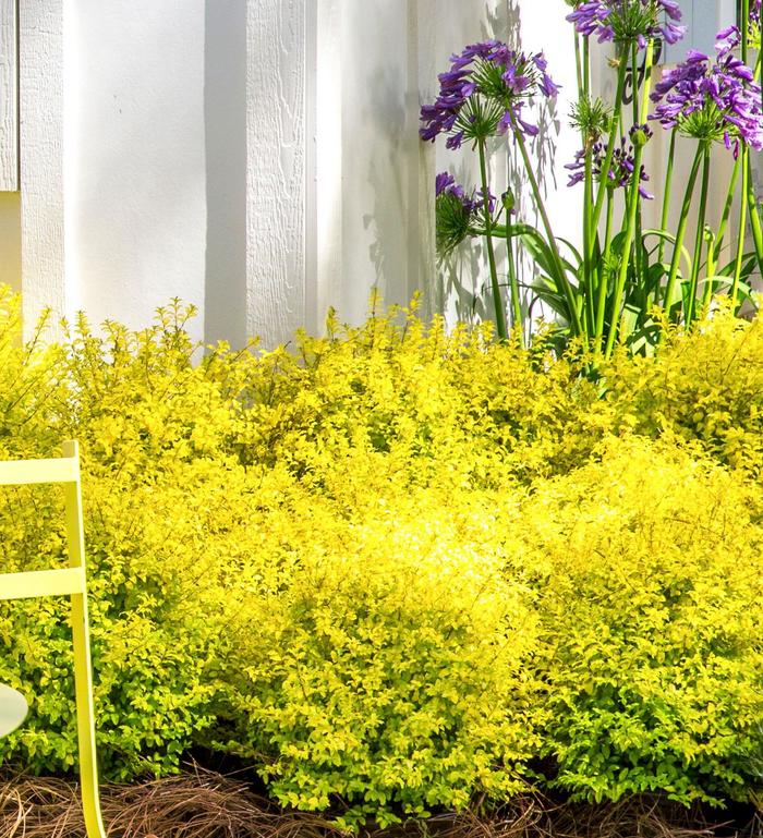 'Sunshine' Chinese Privet - Ligustrum sinense from Miller Landscaping Supply