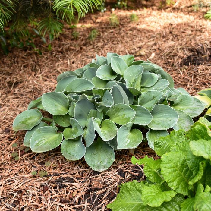 'Blue Mouse Ears' Hosta, Plantain Lily - Hosta from Miller Landscaping Supply