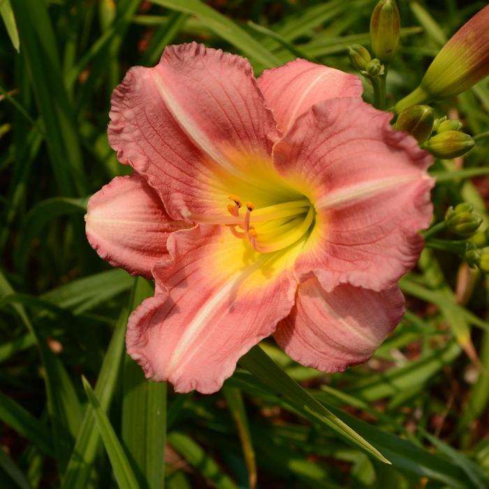 'Pink Delight' Daylily - Hemerocallis from Miller Landscaping Supply