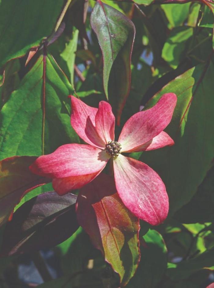 'Scarlet Fire' Dogwood - Cornus from Miller Landscaping Supply