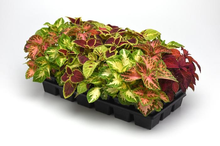 Wizard® 'Select Mix Improved' - coleus from Miller Landscaping Supply