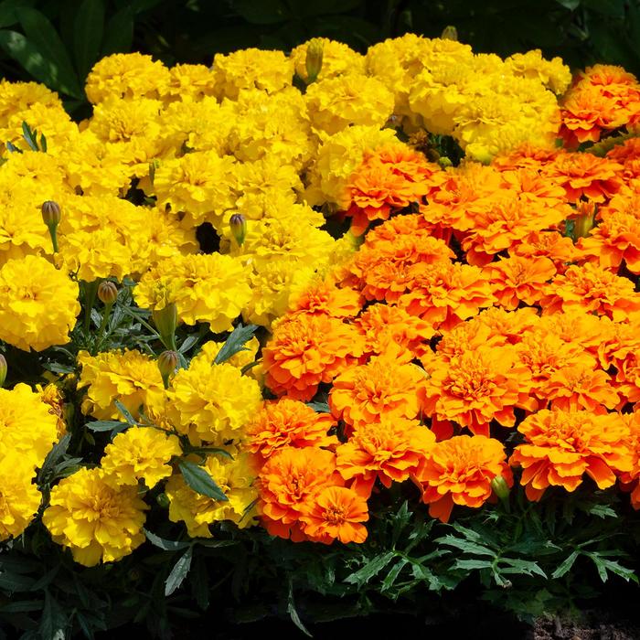 Happy™ Mix - Tagetes patula nana (French Marigold) from Miller Landscaping Supply