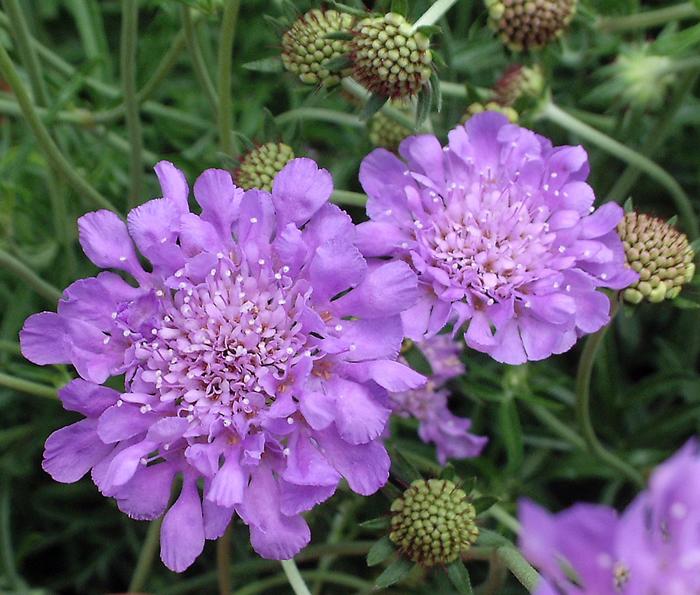 'Butterfly Blue' Pincushion Flower - Scabiosa columbaria from Miller Landscaping Supply
