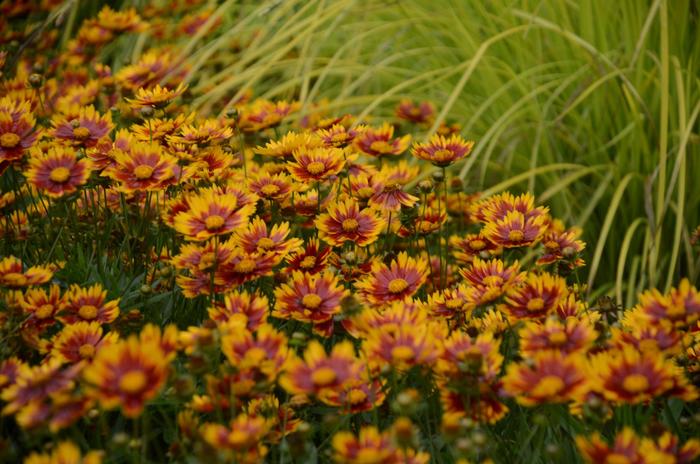 L'il Bang™ 'Daybreak' - Coreopsis (Tickseed) from Miller Landscaping Supply
