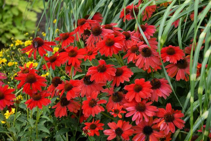 Sombrero® 'Salsa Red' - Echinacea (Coneflower) from Miller Landscaping Supply