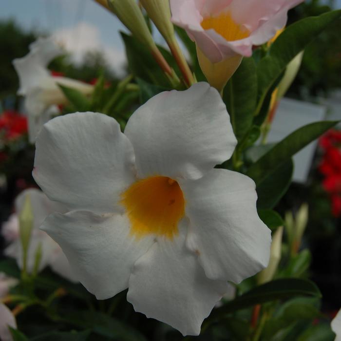 Sundenia® 'White' - Dipladenia () from Miller Landscaping Supply