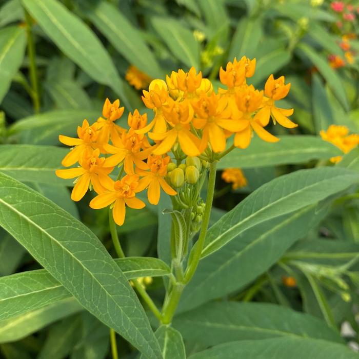 'Yellow' Milkweed - Asclepias curassavica from Miller Landscaping Supply
