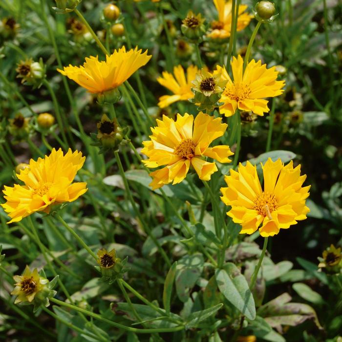 'Jethro Tull' Tickseed - Coreopsis grandiflora from Miller Landscaping Supply
