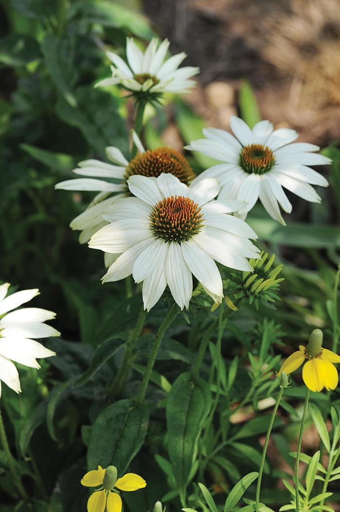 'PowWow White' Coneflower - Echinacea purpurea from Miller Landscaping Supply