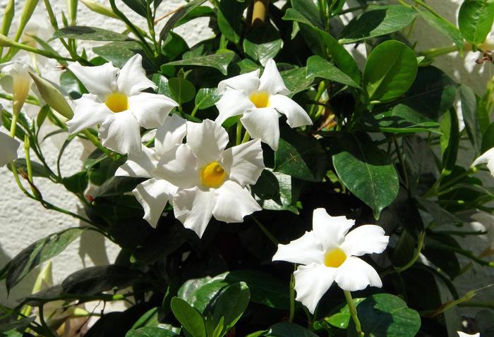 Sun Parasol® 'Giant White' - Mandevilla from Miller Landscaping Supply