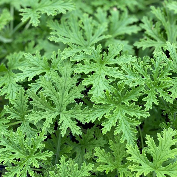 Scented Geranium - Citronella Mosquito Plant from Miller Landscaping Supply