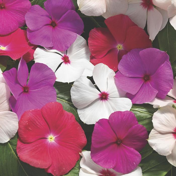 Cora® Cascade XDR Mix - Catharanthus roseus (Annual Vinca; Periwinkle) from Miller Landscaping Supply