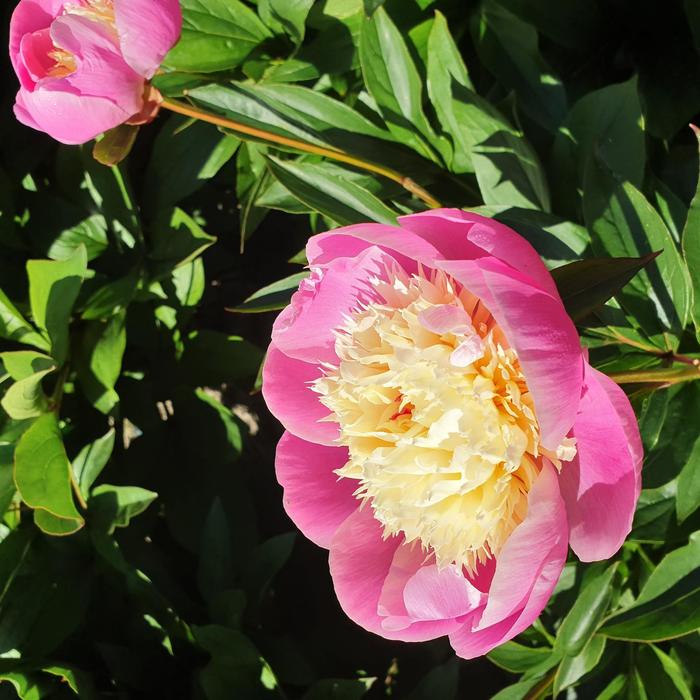 'Bowl of Beauty' Peony - Paeonia lactiflora from Miller Landscaping Supply
