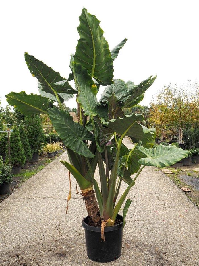 Masquerade™ 'Kuching Mask' - Alocasia from Miller Landscaping Supply