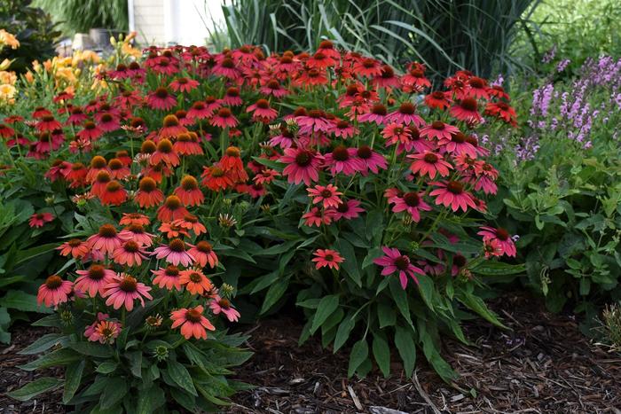 Summersong™ 'Firefinch™' - Echinacea (Coneflower) from Miller Landscaping Supply