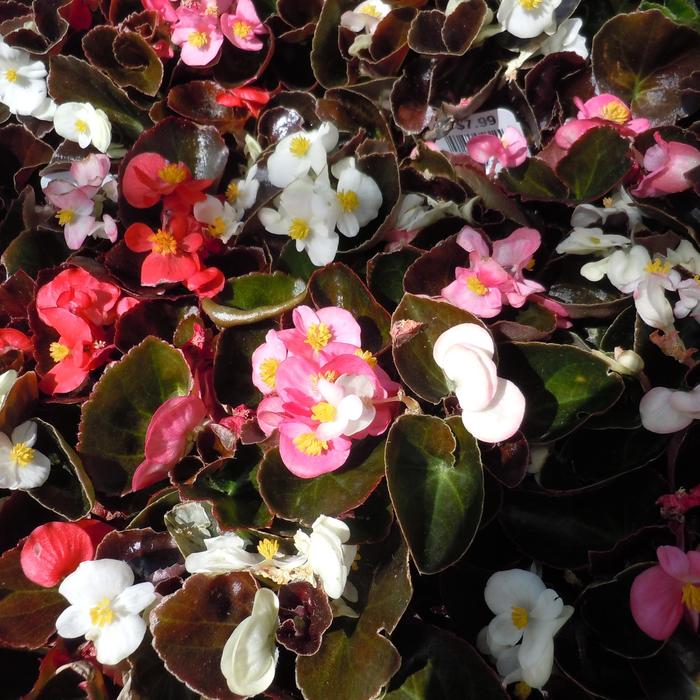 'Red Leaf Mix' Wax Begonia - Begonia semperflorens from Miller Landscaping Supply