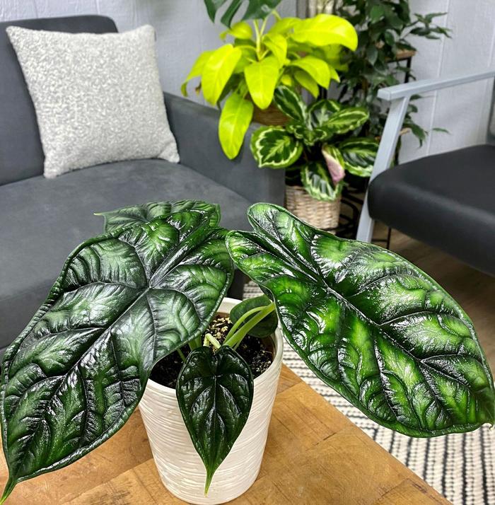 'Dragon Scale' - Alocasia baginda from Miller Landscaping Supply
