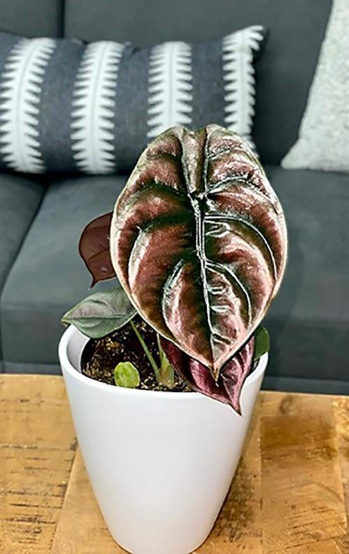 Mythic™ 'Red Secret' Elephant Ear - Alocasia cuprea from Miller Landscaping Supply