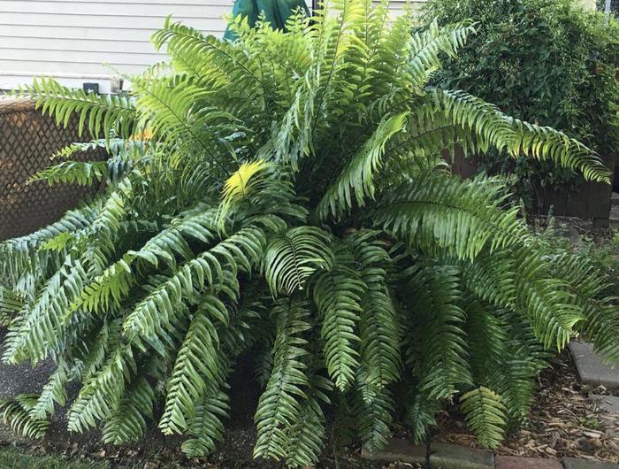 Macho Fern - Nephrolepis biserrata from Miller Landscaping Supply