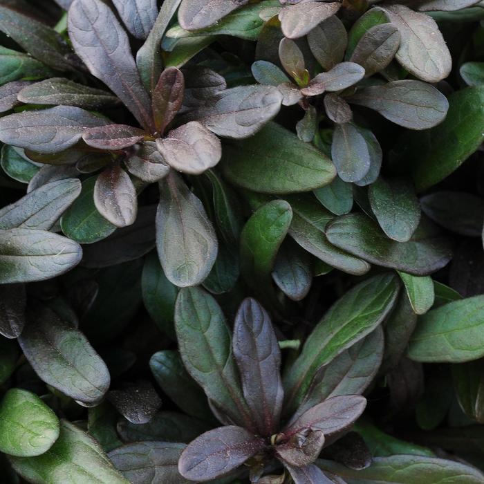 'Chocolate Chip' Bugleweed - Ajuga reptans from Miller Landscaping Supply
