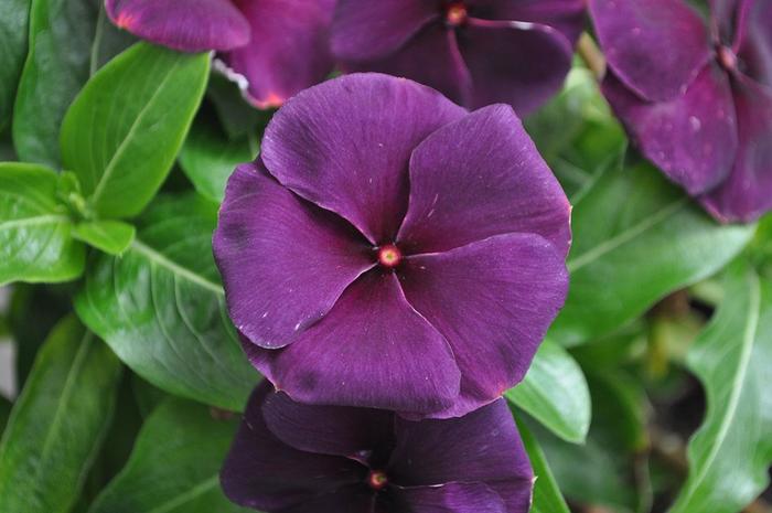'Quasar Deep Space Blue' - Catharanthus (Vinca) from Miller Landscaping Supply