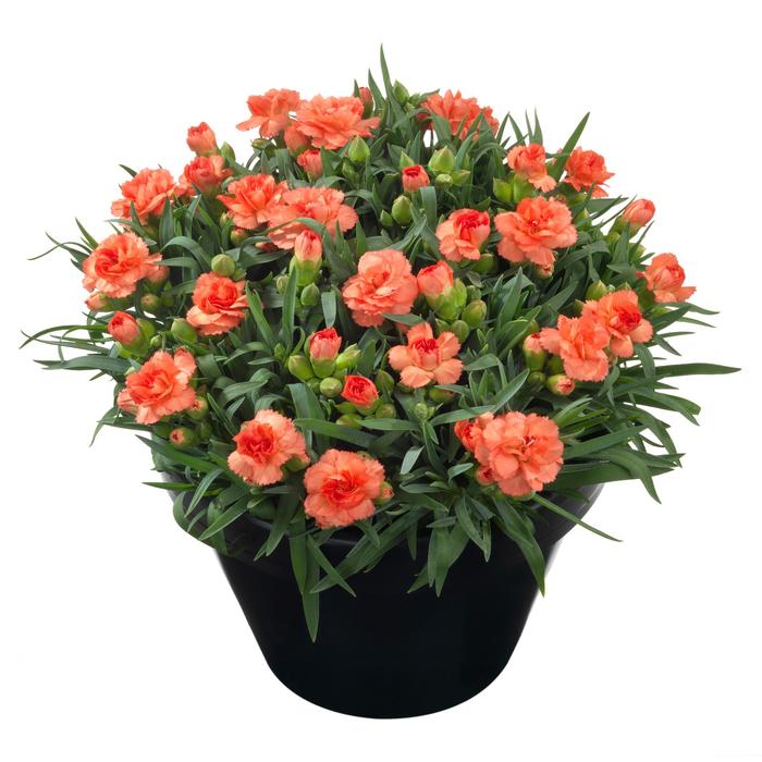 'Sunflor Cody' - Dianthus caryophyllus (Carnation) from Miller Landscaping Supply