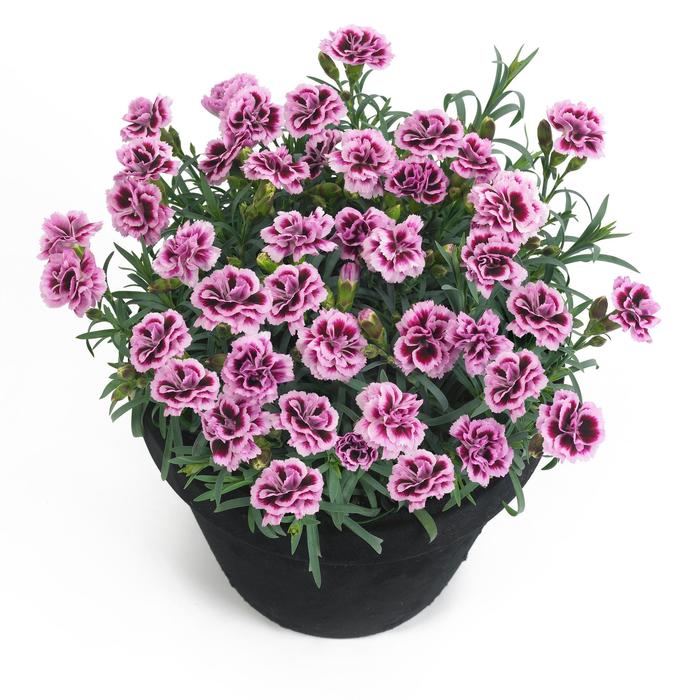 'Sunflor Finesse' - Dianthus caryophyllus (Carnation) from Miller Landscaping Supply