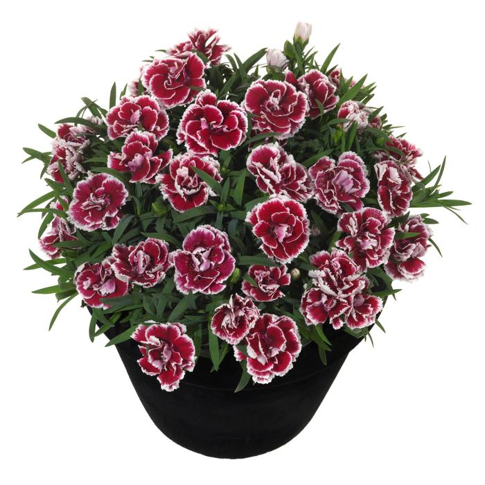 'Sunflor Sofia' - Dianthus caryophyllus (Carnation) from Miller Landscaping Supply