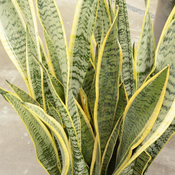 Snake Plant - Sansevieria laurentii from Miller Landscaping Supply