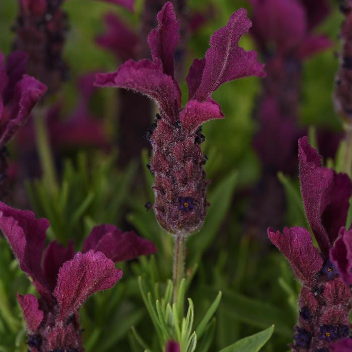 'Anouk Burgundy' - Lavandula stoechas (Lavender) from Miller Landscaping Supply