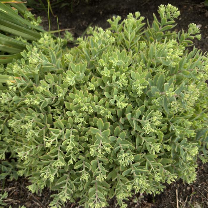 Rock 'N Grow® 'Pure Joy' - Sedum (Stonecrop) from Miller Landscaping Supply