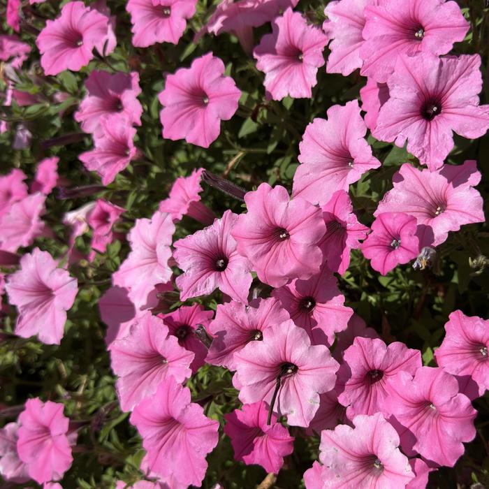 Supertunia Vista® ''Bubblegum®'' - Petunia from Miller Landscaping Supply