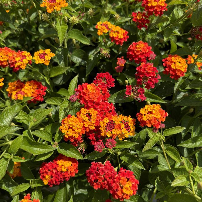 Luscious® 'Citrus Blend™' - Lantana camara from Miller Landscaping Supply