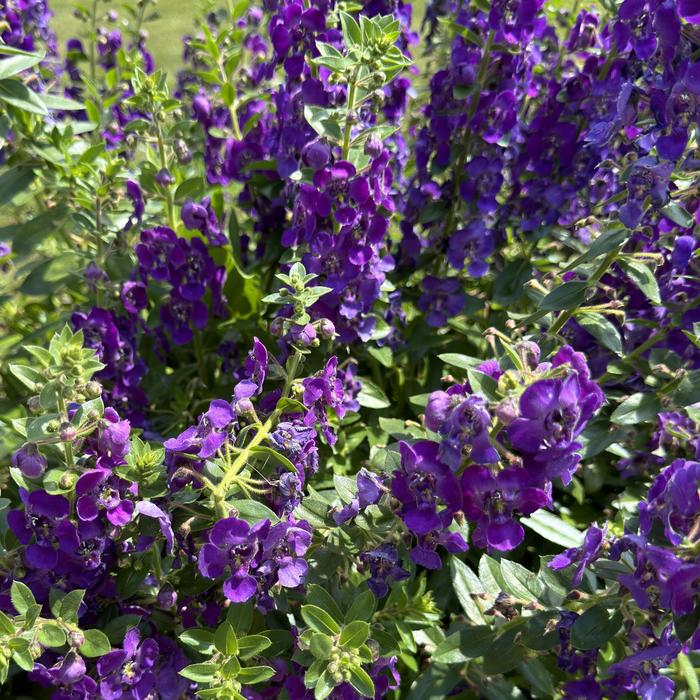 Angelface® Blue - Angelonia (Summer Snapdragon) from Miller Landscaping Supply