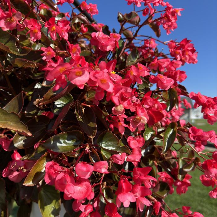Dragon Wing® Pink Bronze Leaf - Begonia from Miller Landscaping Supply