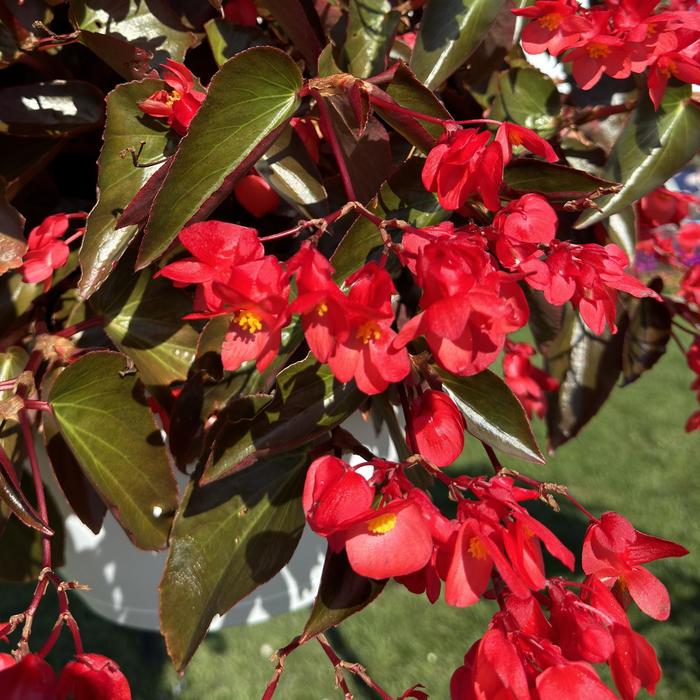 Dragon Wing® Red Bronze Leaf - Begonia from Miller Landscaping Supply