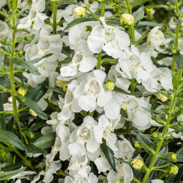 Angelface® White - Angelonia (Summer Snapdragon) from Miller Landscaping Supply