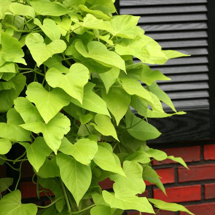 Desana® Lime Sweet Potato Vine - Ipomoea batatas from Miller Landscaping Supply