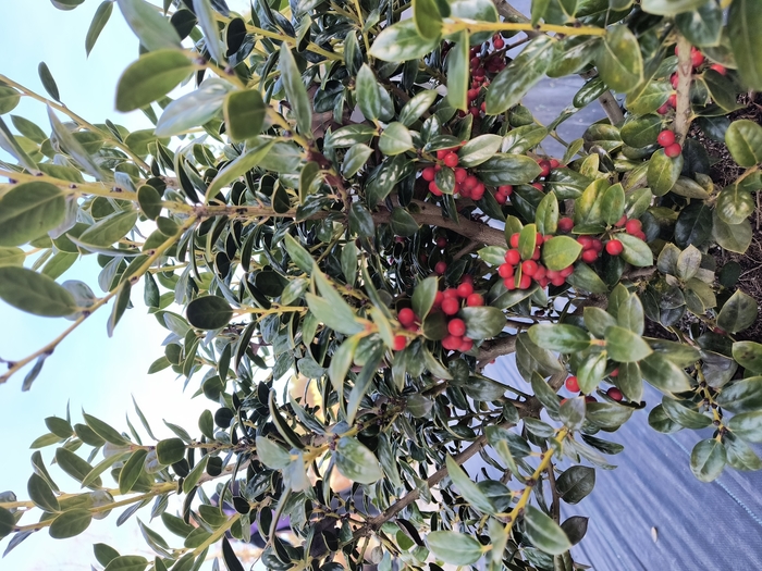 Burford Holly - Ilex from Miller Landscaping Supply